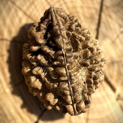 Top view of 2 Mukhi South Indian Rudraksha on wooden block with blurred background showing its twin-faced surface