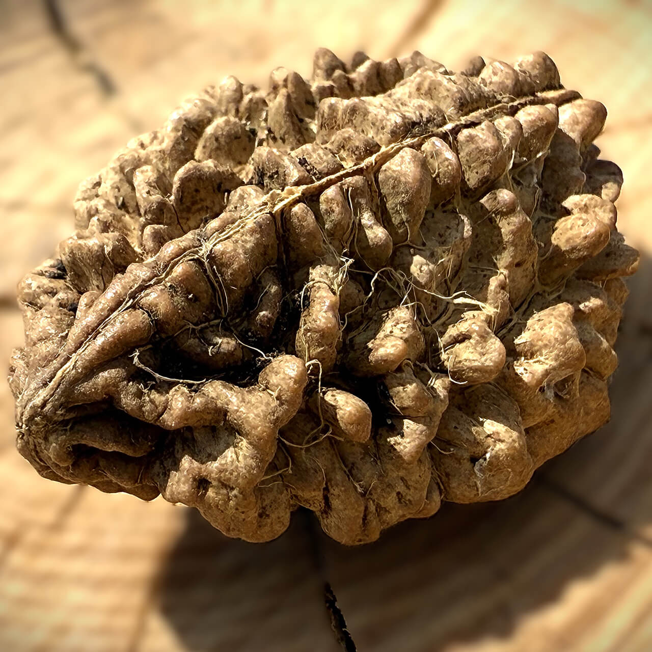 Side view of 2 Mukhi South Indian Rudraksha on wooden block with blurred background showing natural twin-faced groove
