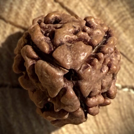 Top view of 3 Mukhi Rudraksha on wooden block with blurred background showing natural texture and three-lined structure