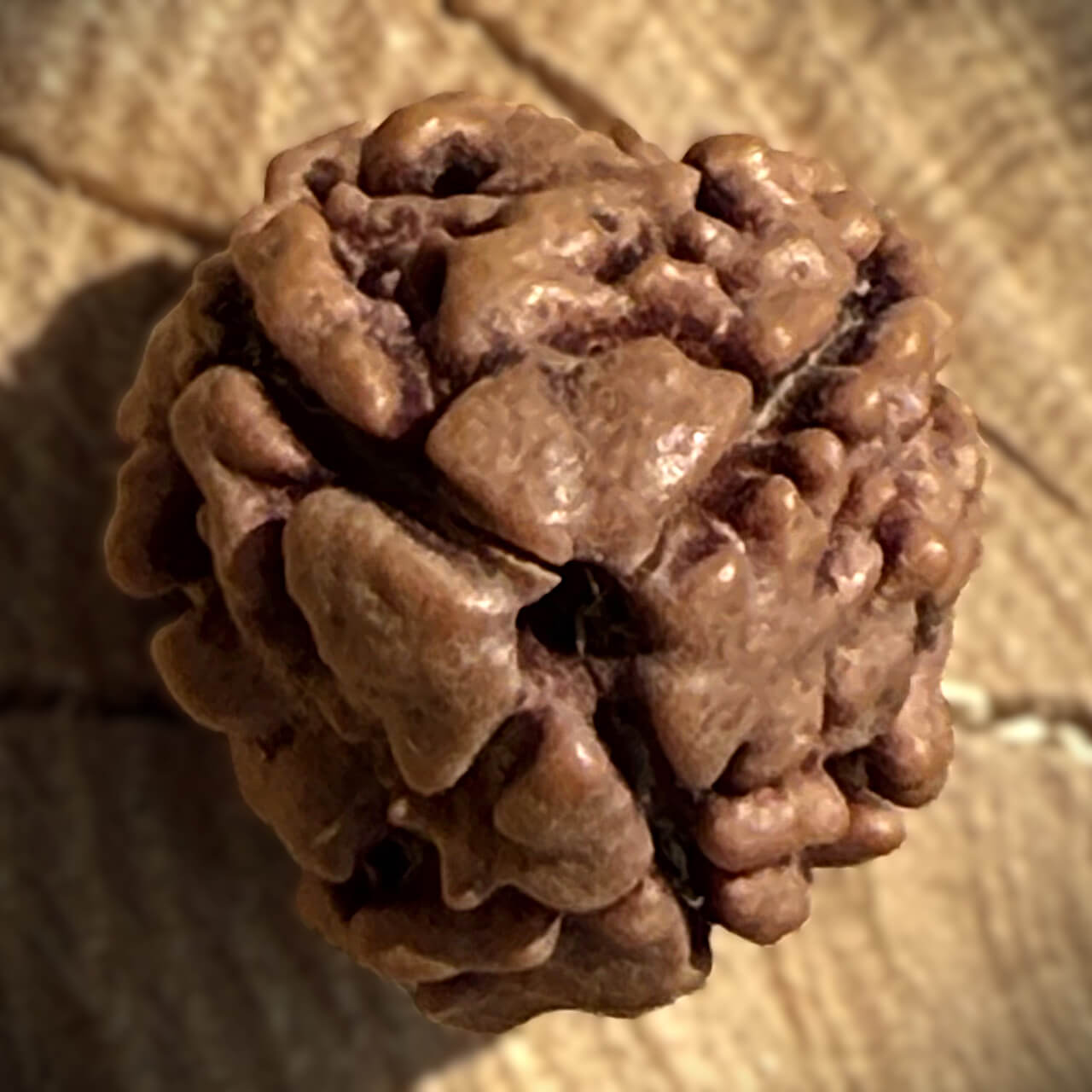 Top view of 3 Mukhi Rudraksha on wooden block with blurred background showing natural texture and three-lined structure