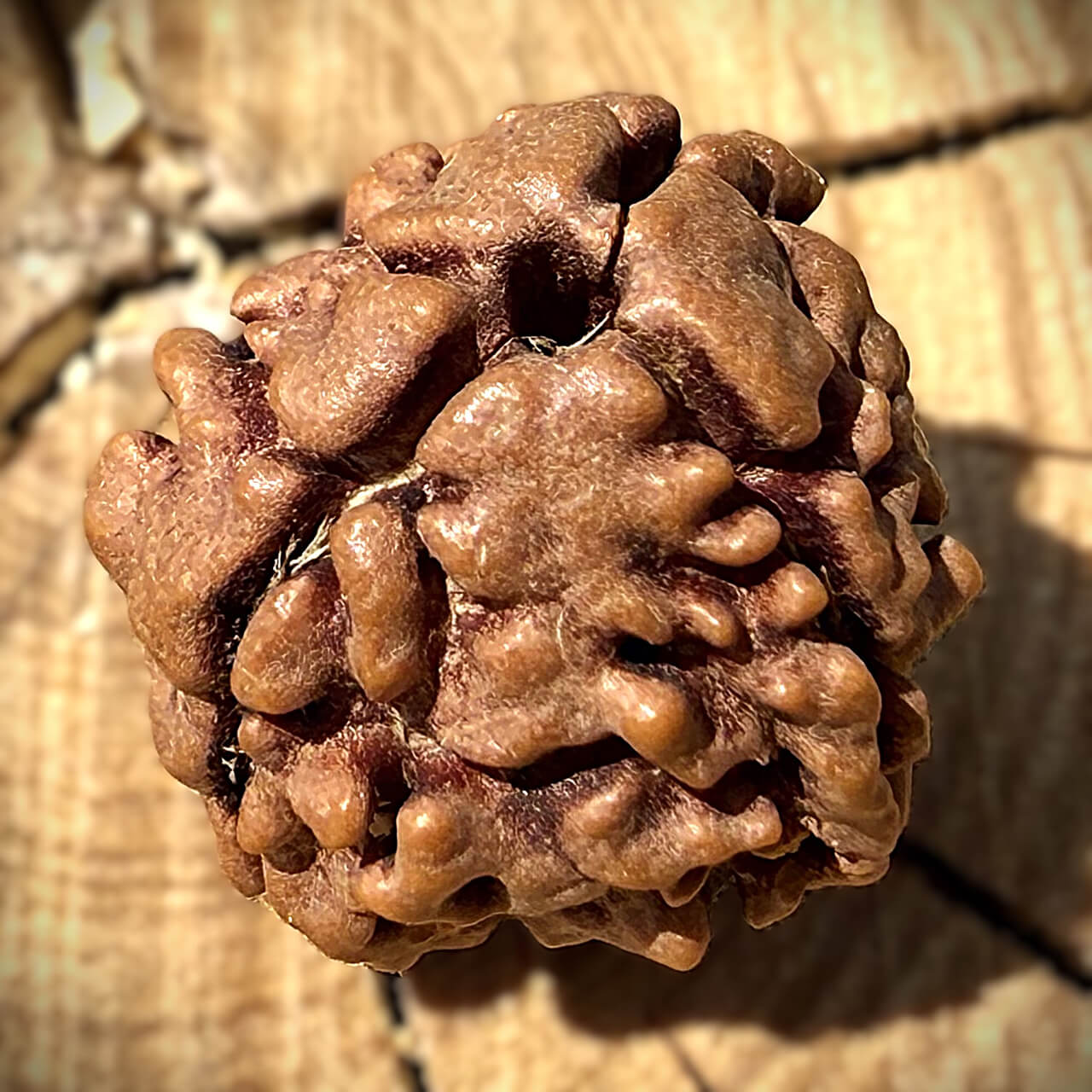 Side view of 3 Mukhi Rudraksha on wooden block with blurred background highlighting its grooves and texture