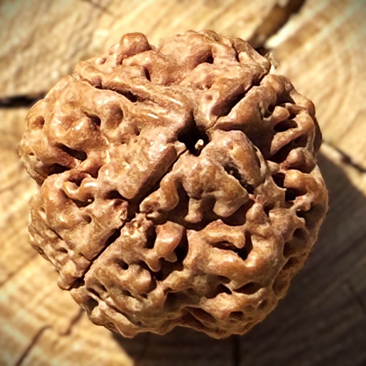Top view of 4 Mukhi Rudraksha bead on wooden block with blurred background highlighting shape and surface details