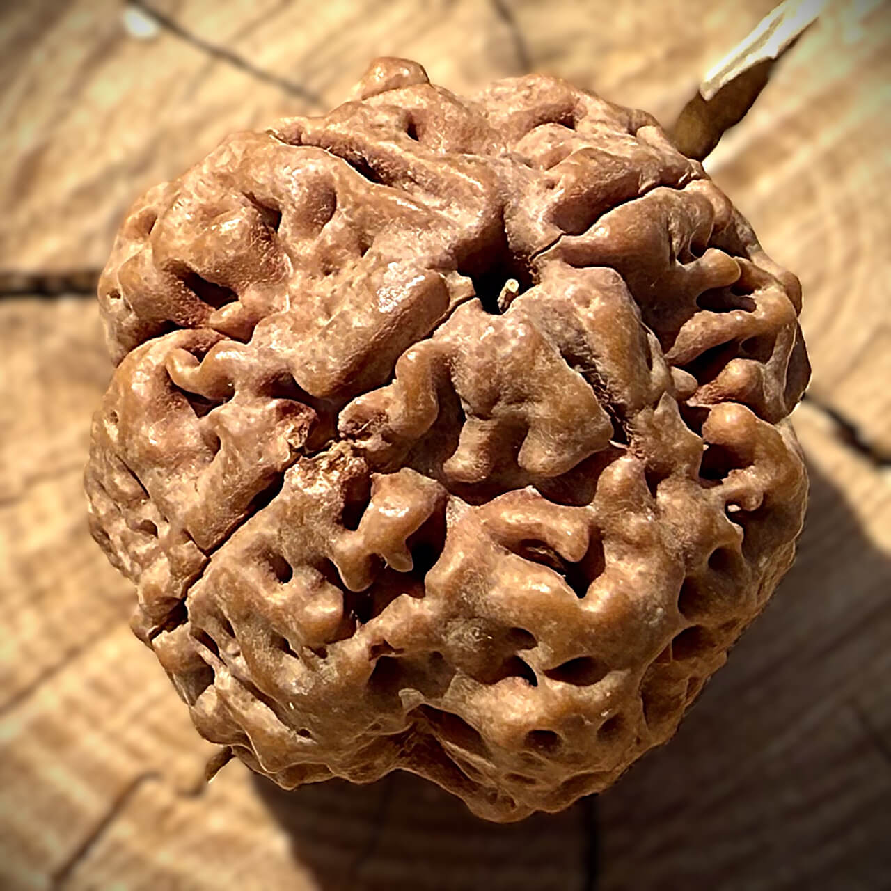 Side view of 4 Mukhi Rudraksha bead on wooden block with blurred background highlighting natural grooves and texture