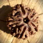 Top view of 5 Mukhi Rudraksha bead on wooden block with blurred background highlighting surface and design