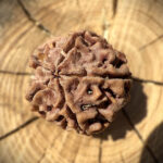 Side view of 5 Mukhi Rudraksha bead on wooden block with blurred background highlighting natural contours