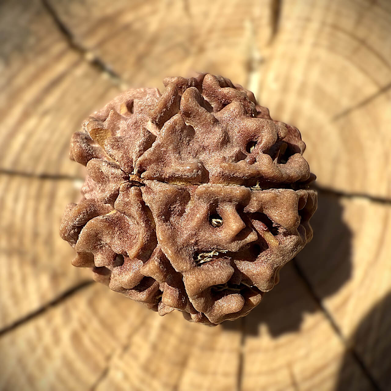 Side view of 5 Mukhi Rudraksha bead on wooden block with blurred background highlighting natural contours