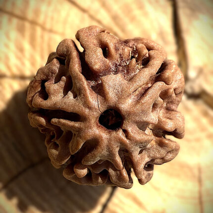 Top-angle view of 6 Mukhi Rudraksha bead on wooden block with blurred background highlighting detailed surface