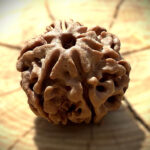 6 Mukhi Rudraksha bead displayed on wooden block with softly blurred garden background highlighting natural texture