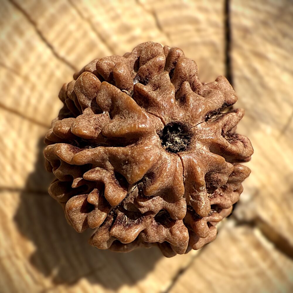 Natural 7 Mukhi Rudraksha resting on a wooden surface with seven visible lines and textured contours
