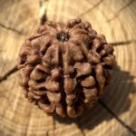 7 Mukhi Rudraksha placed at an angle on a wooden block with visible seven natural grooves.