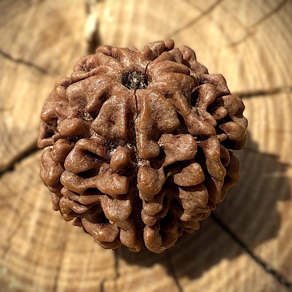 7 Mukhi Rudraksha placed at an angle on a wooden block with visible seven natural grooves.